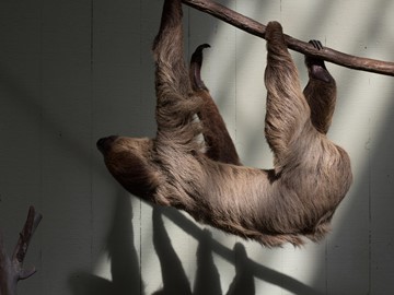 Photo of a sloth at the Fresno Zoo