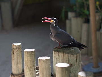 Photo of a pretty bird at the zoo